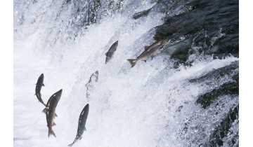 What is Fish Oil? (Why Should You Be Taking It?)